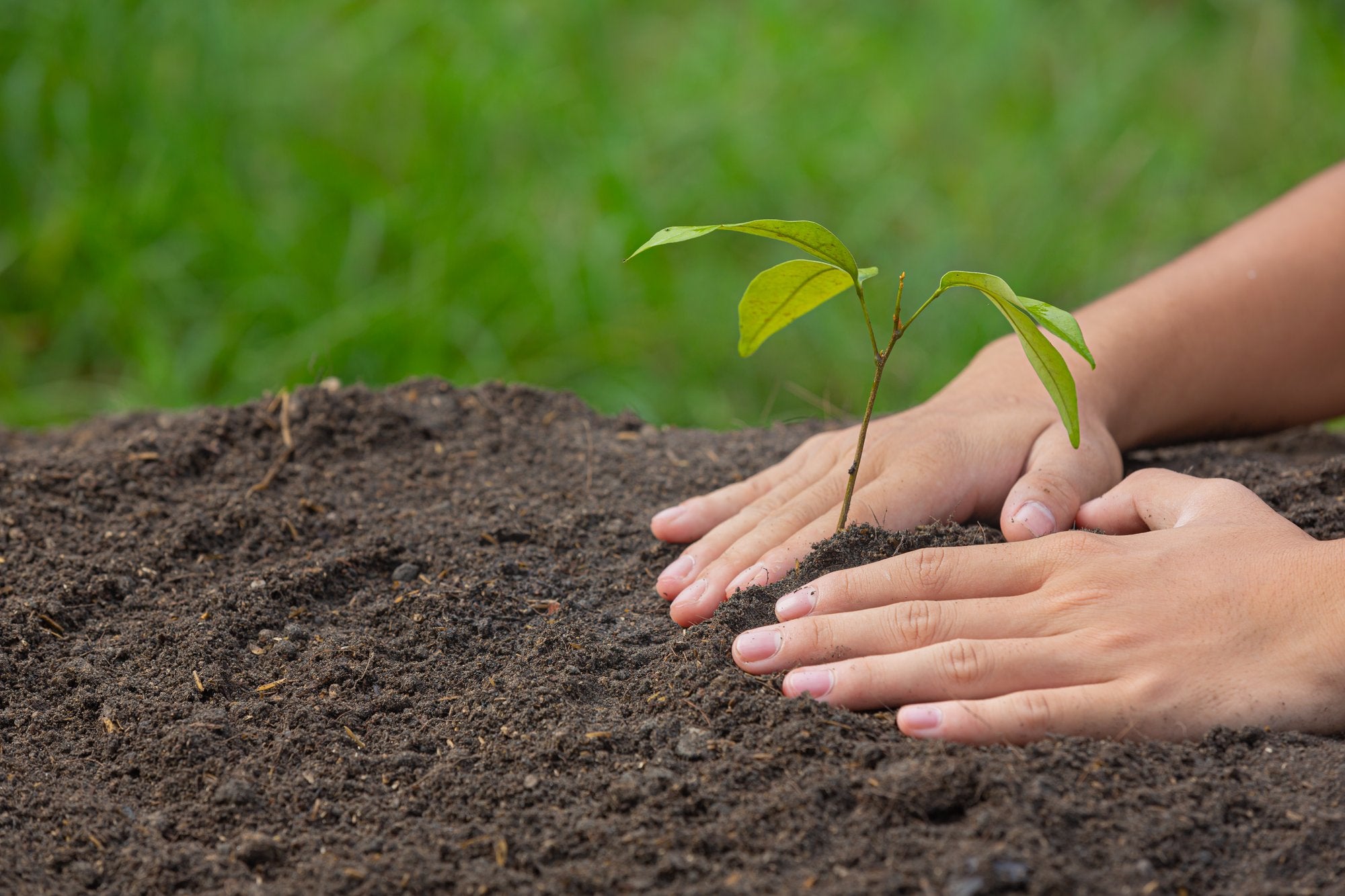 <a href="https://www.freepik.com/free-photo/close-up-picture-hand-holding-planting-sapling-plant_10992203.htm#fromView=search&page=1&position=12&uuid=43ad6147-f49c-443c-adbc-172137c9d7a2">Image by jcomp on Freepik</a>