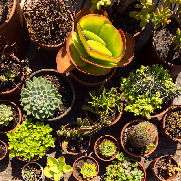 Ornamental Horticulture