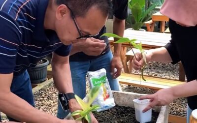 ORNAMENTAL PLANT TRAINING