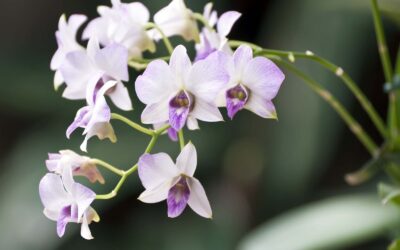 ORCHID CULTIVATION TRAINING PROGRAM